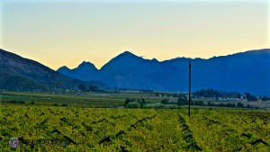 ArtIsInFormation Photography South Africa Wine