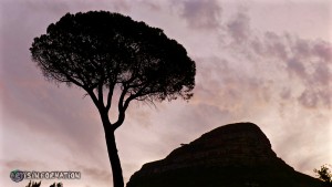 ArtIsInFormation Photography South Africa Trees